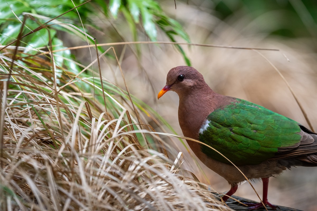 Pacific Emerald Dove - ML647054023