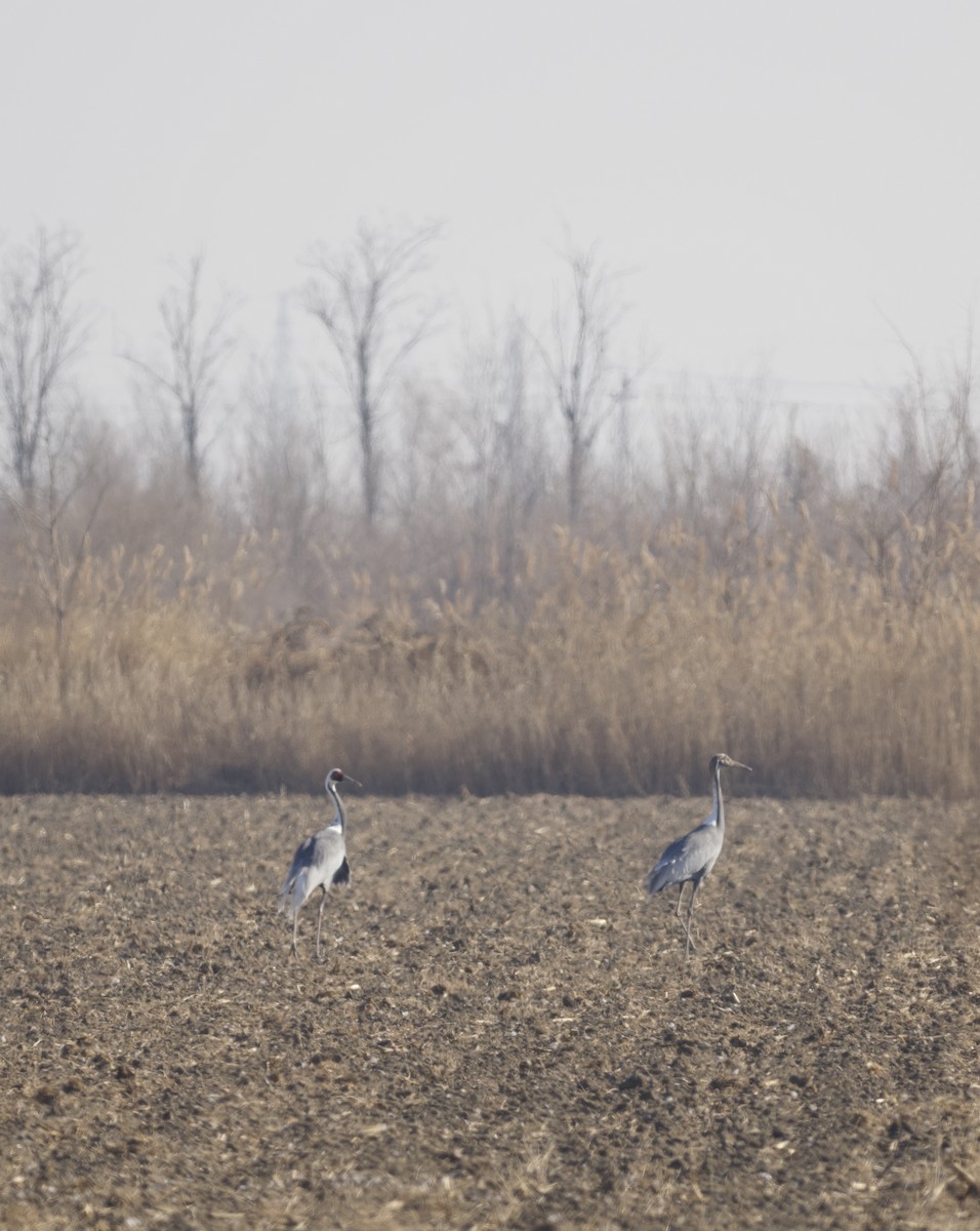 White-naped Crane - ML647054028