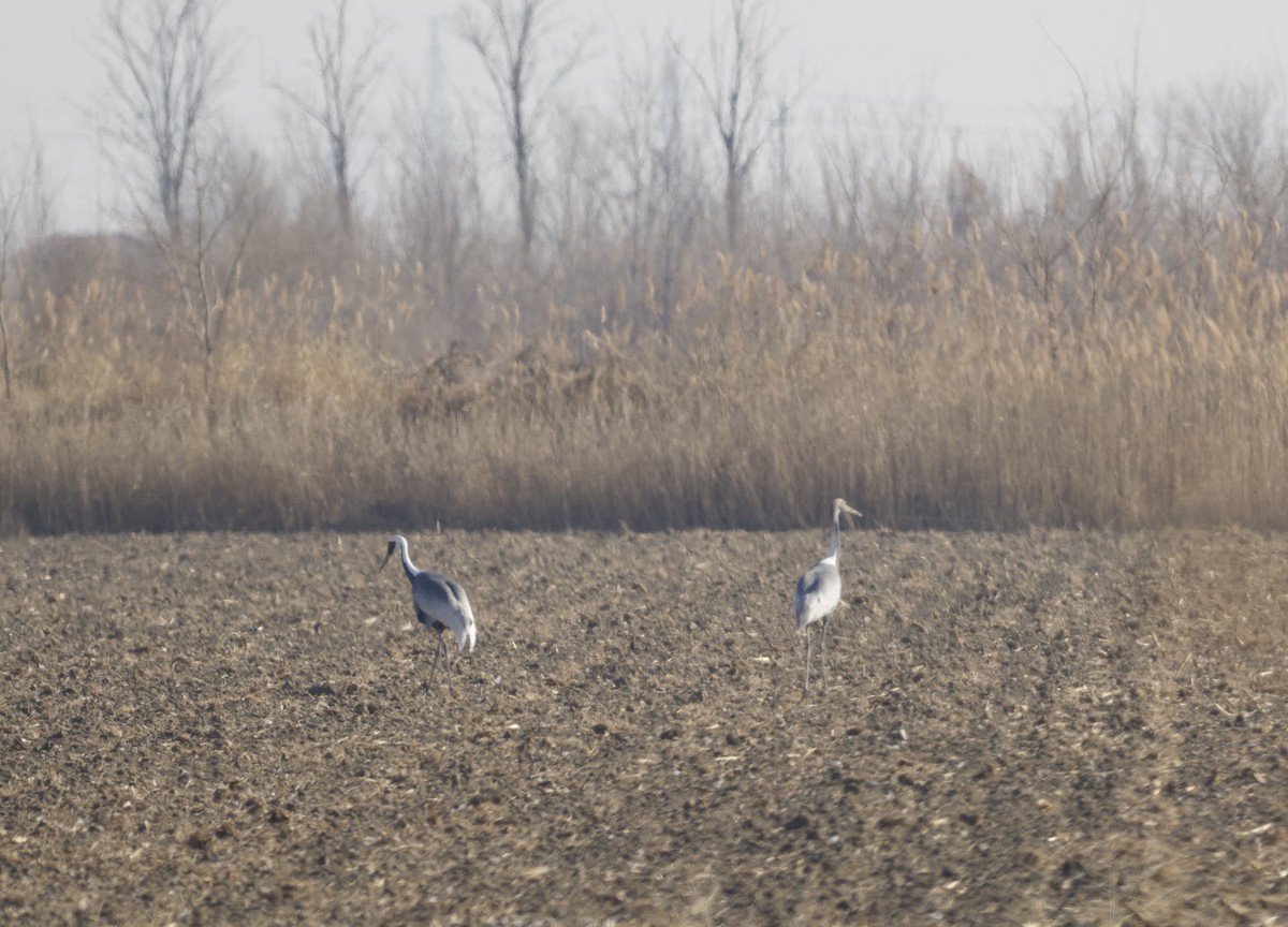 White-naped Crane - ML647054029