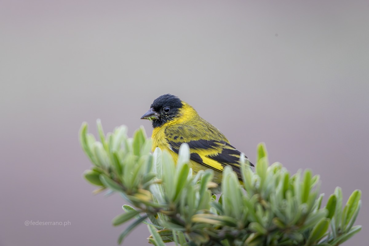 Hooded Siskin - ML647054033