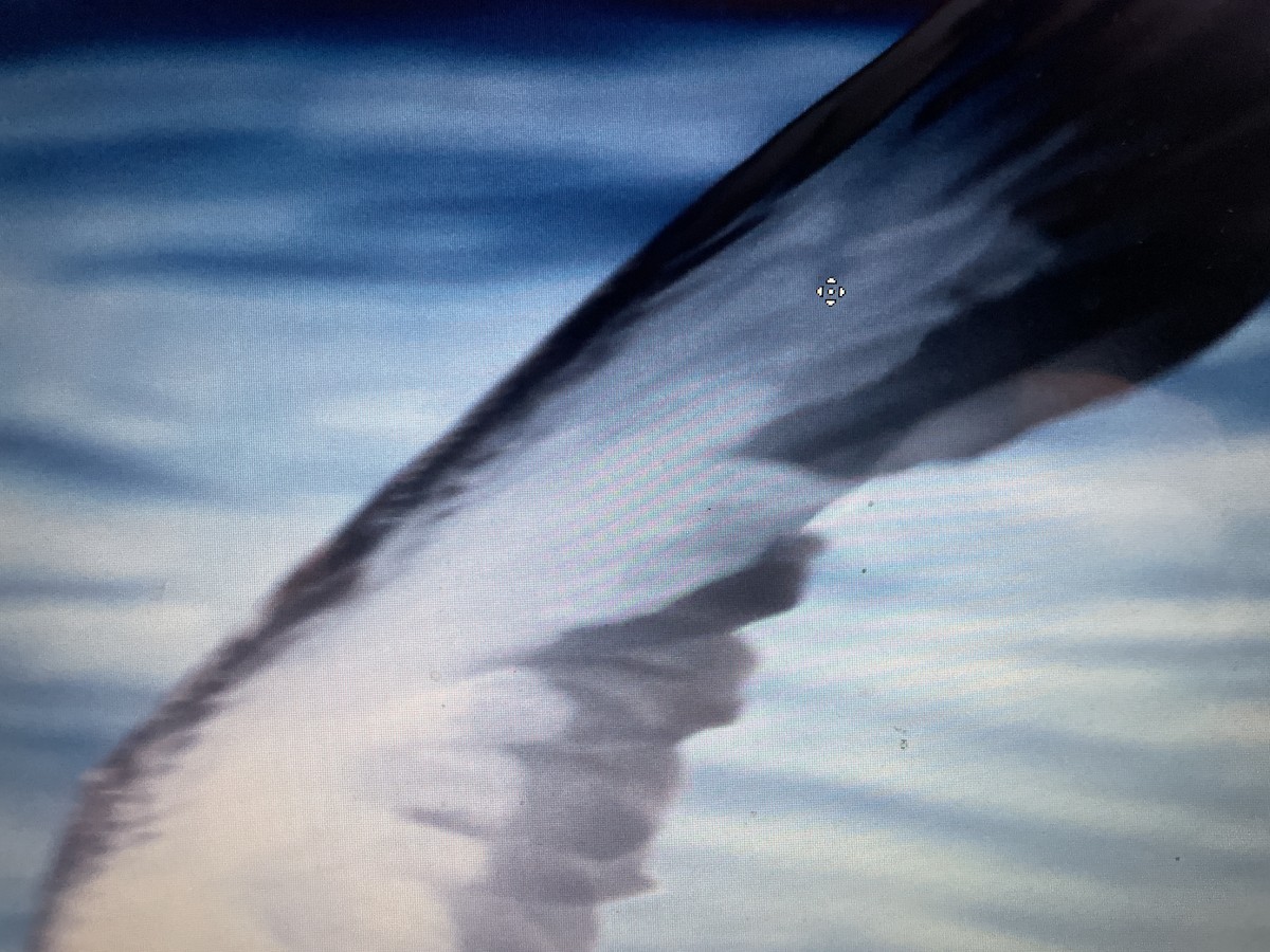 Cory's/Scopoli's Shearwater - ML647054036