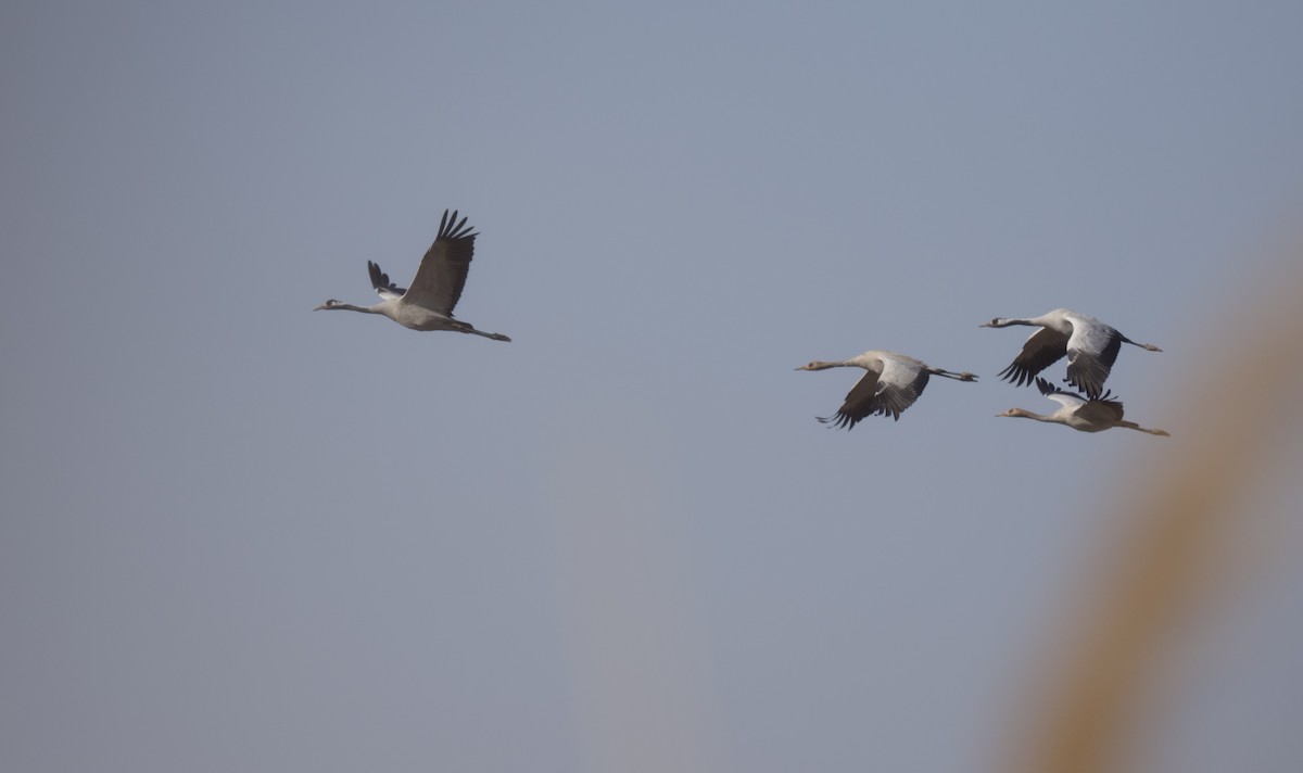 Common Crane - ML647054037