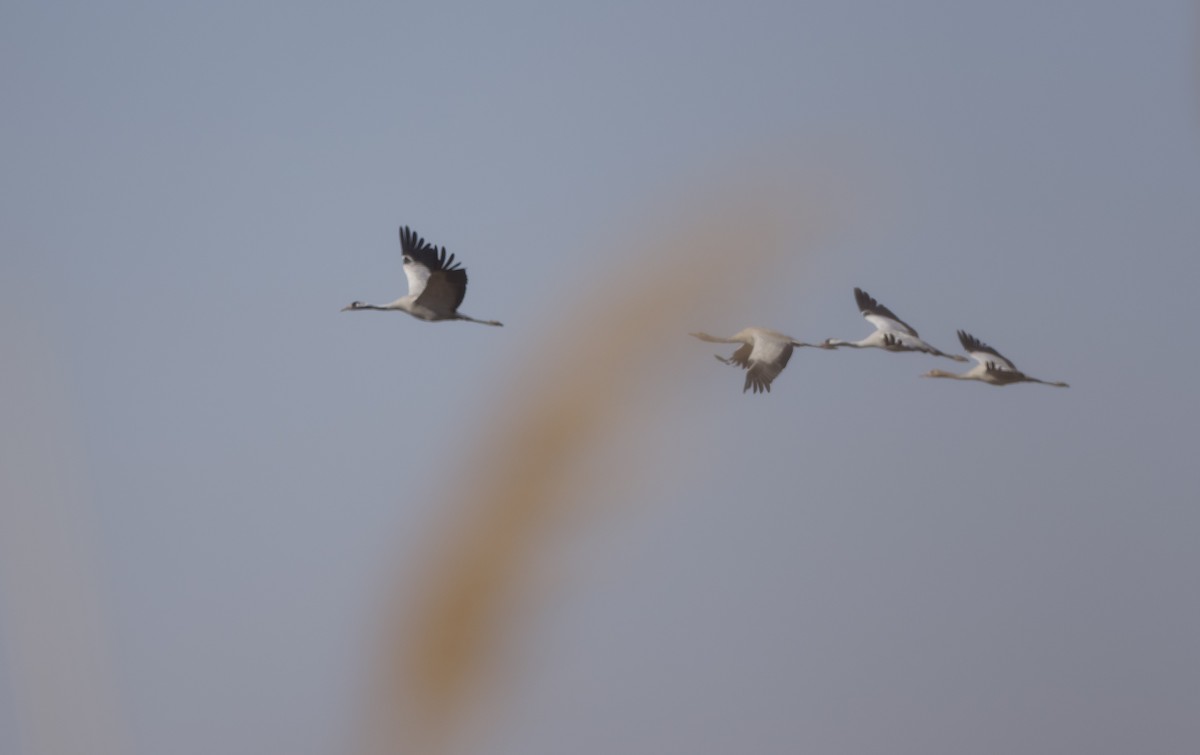 Common Crane - ML647054038