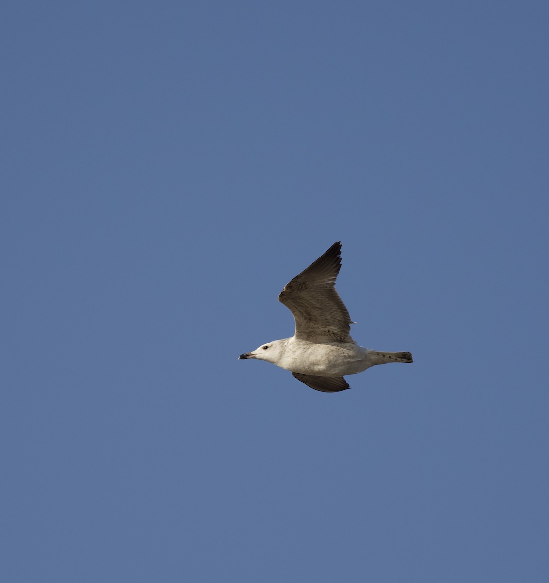 Mongolian Gull - ML647054042