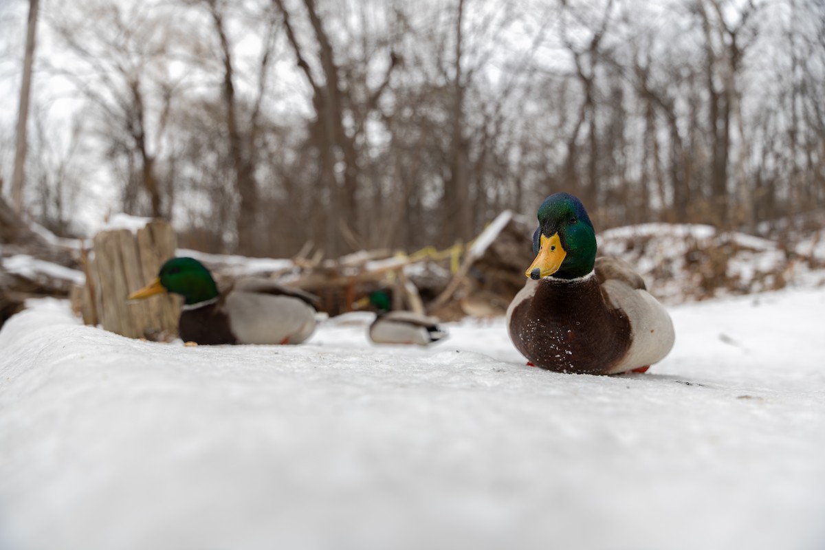 Mallard - ML647054047