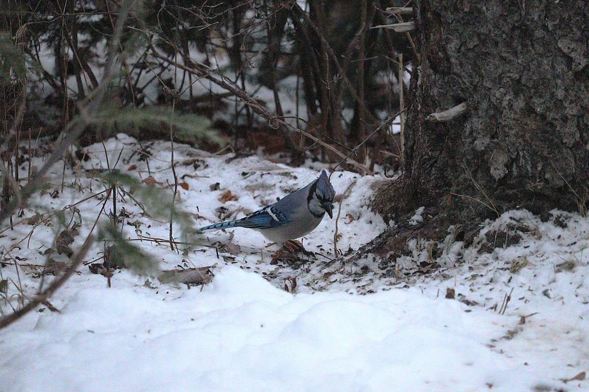 Blue Jay - ML647054057