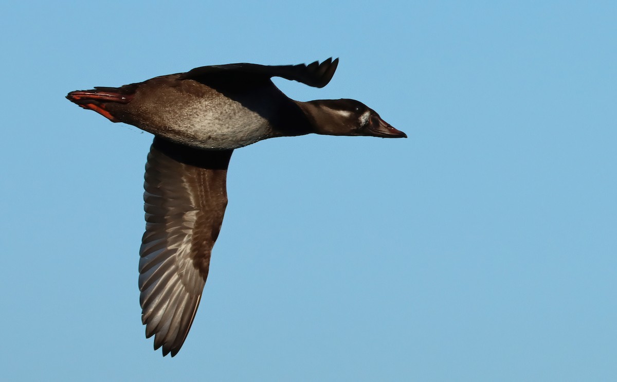 brilleand - ML647054058