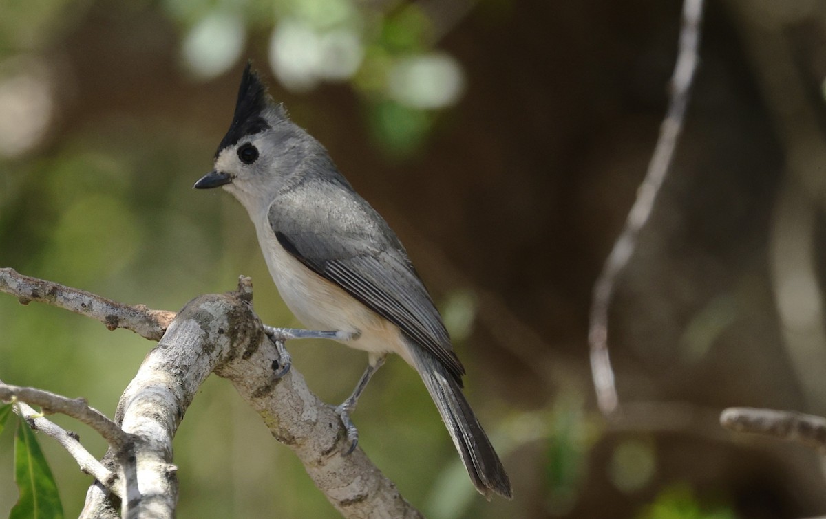 sýkora černochocholatá - ML647054069