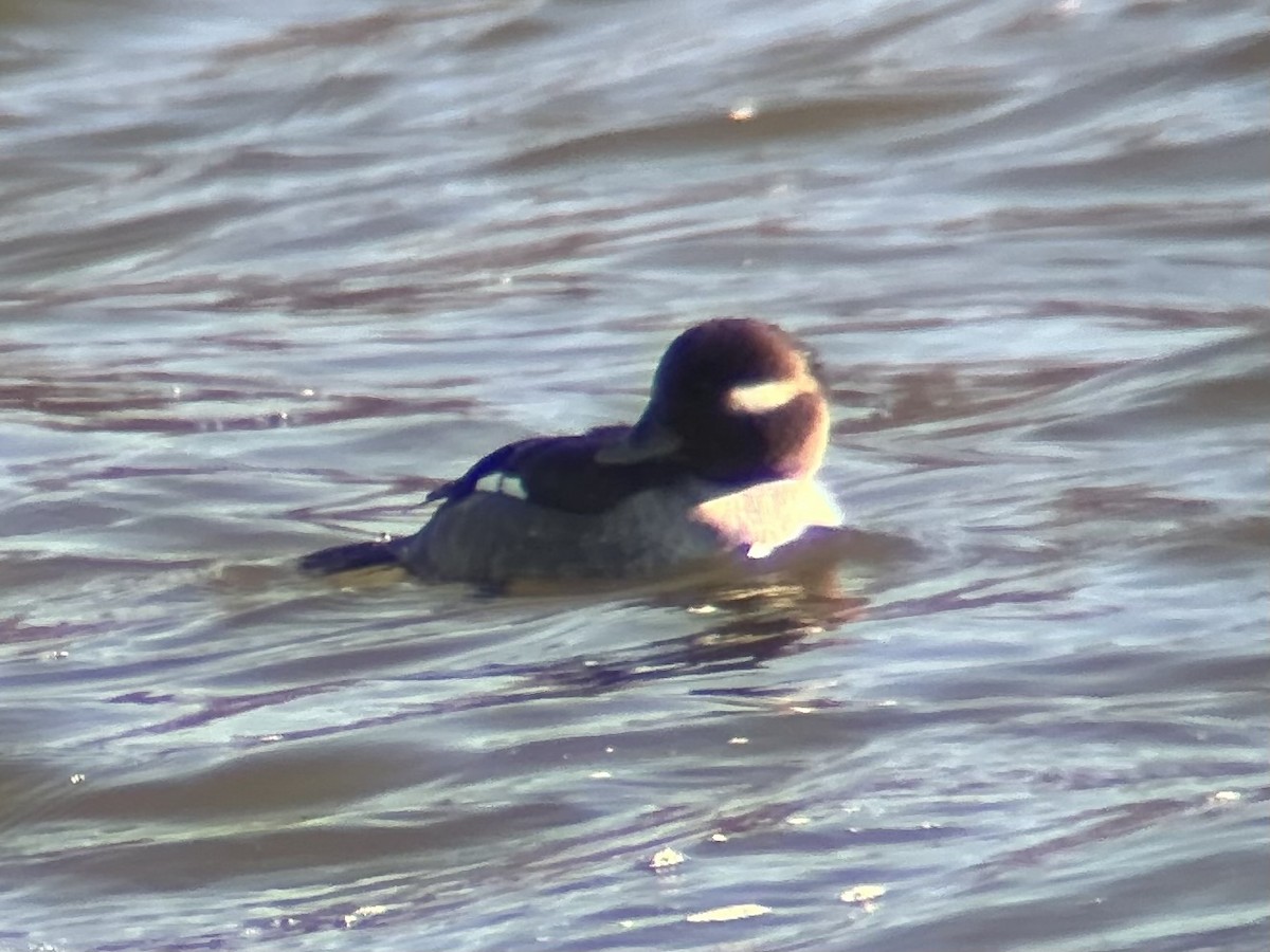 Гоголь-головастик - ML647054070