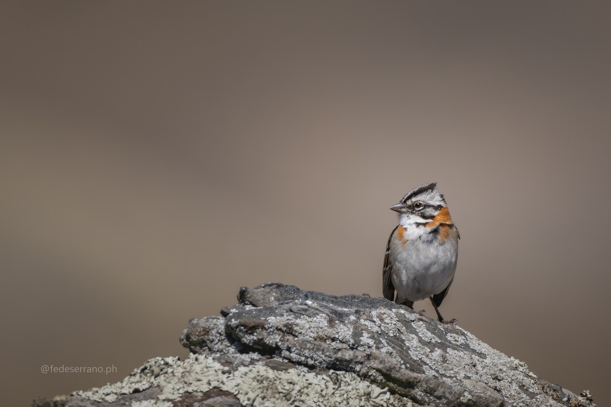 Rufous-collared Sparrow - ML647054071