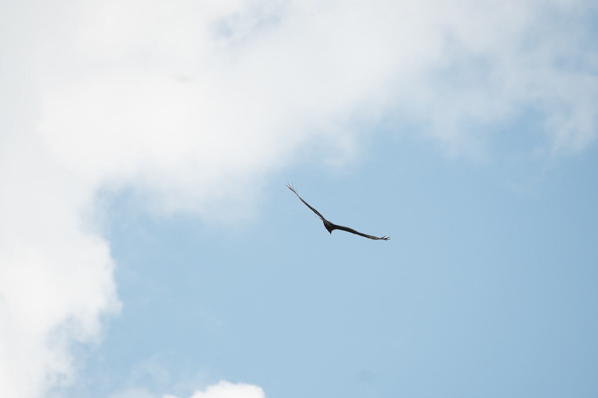 myrkondor - ML647054089