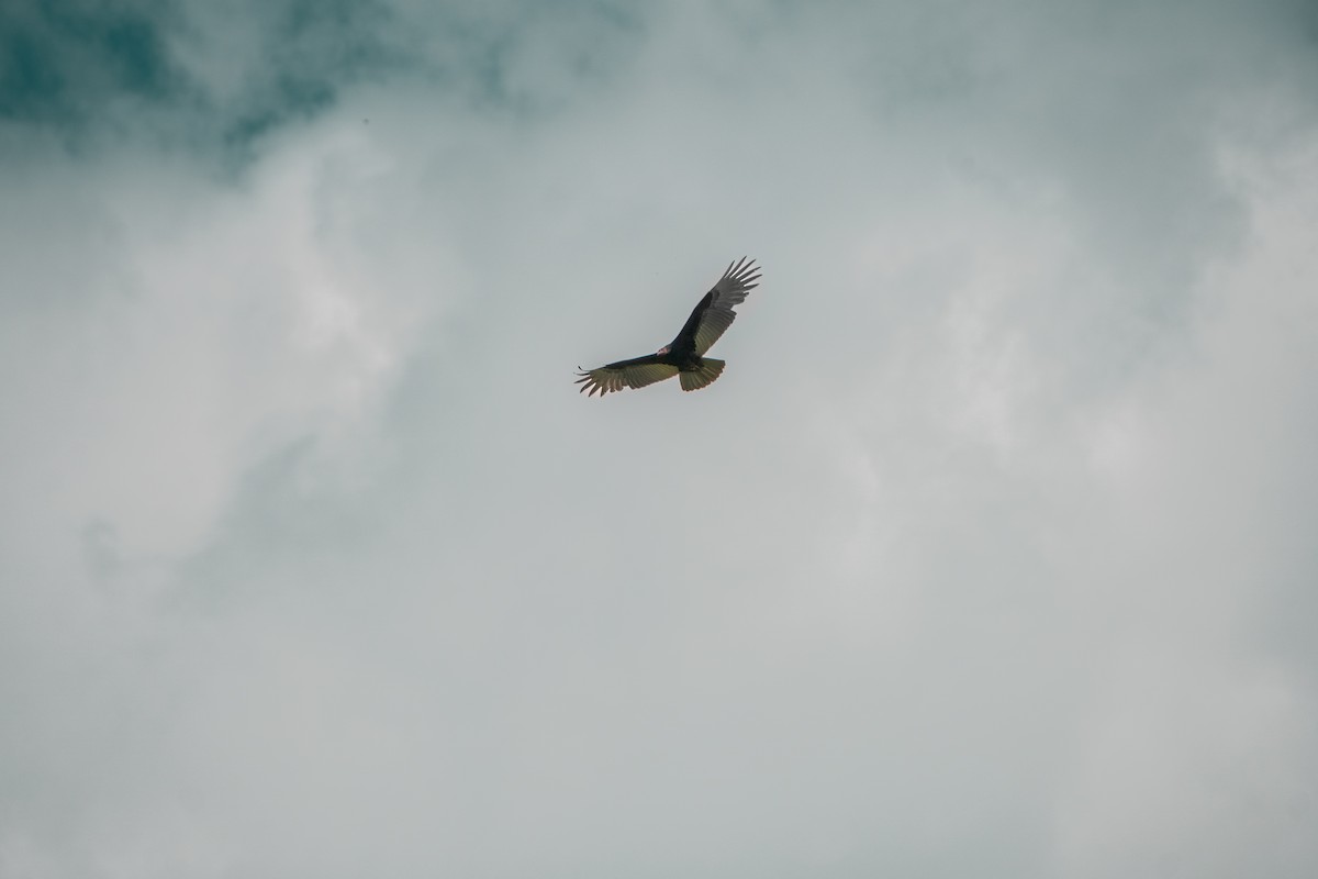 myrkondor - ML647054090