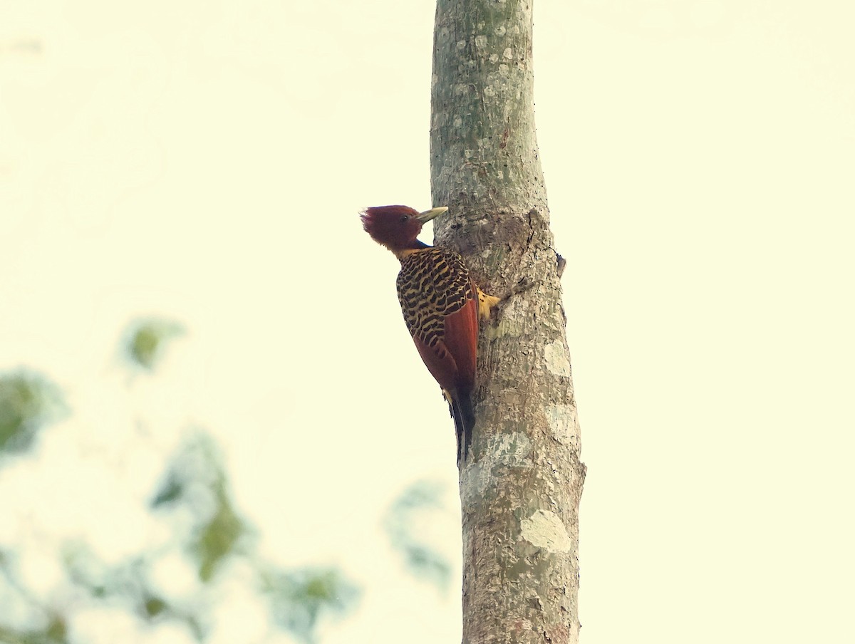 Rufous-headed Woodpecker - ML647054093