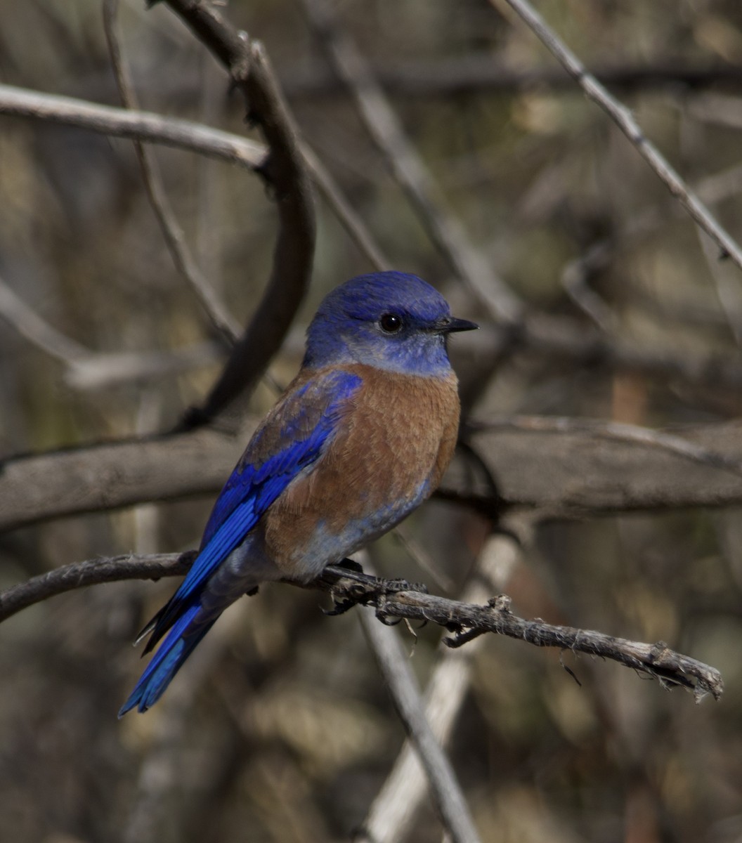 Batılı Mavi Ardıç - ML647054094