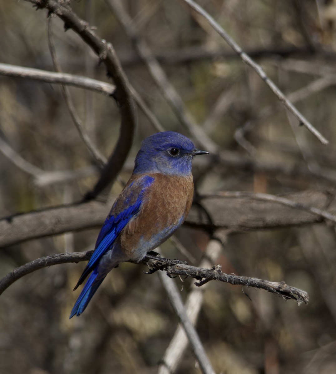 Batılı Mavi Ardıç - ML647054095