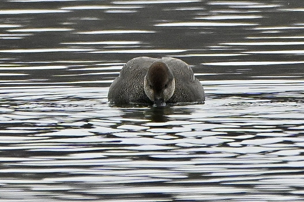Нерозень - ML647054097