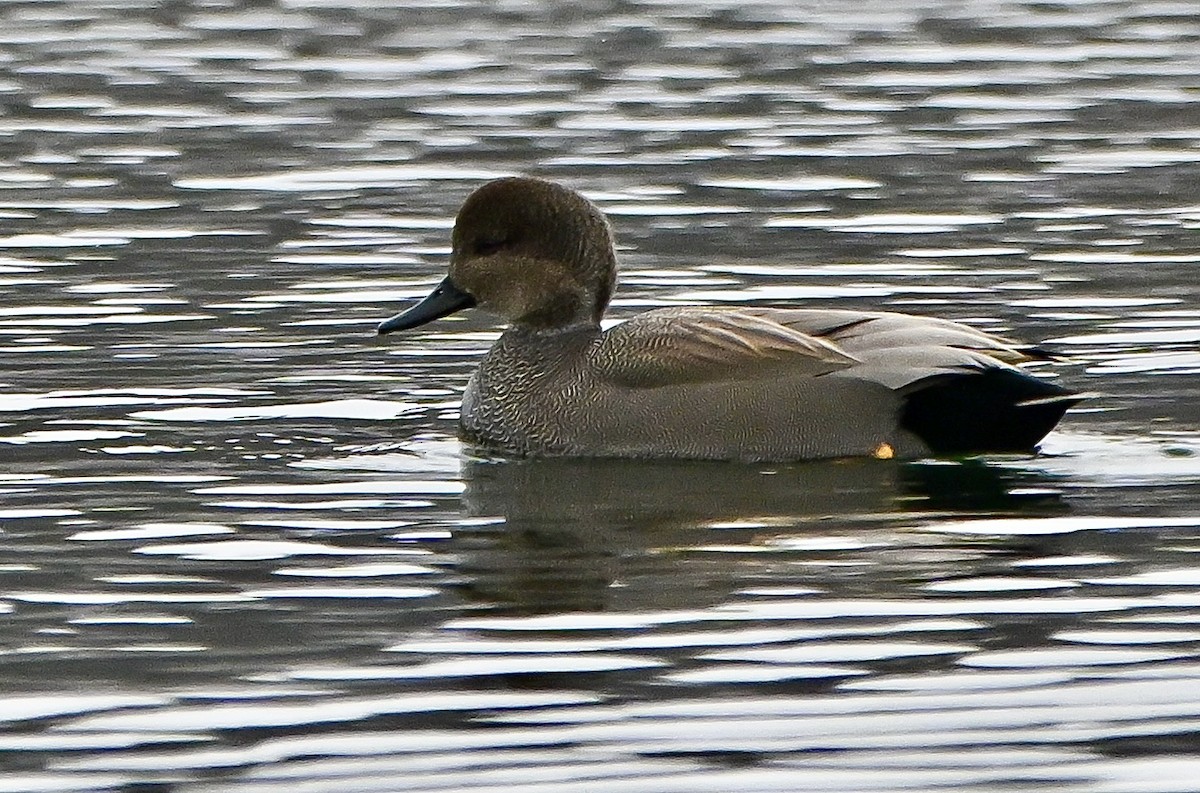 Нерозень - ML647054098