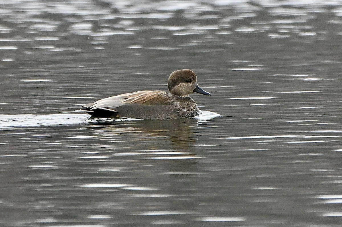 Нерозень - ML647054099