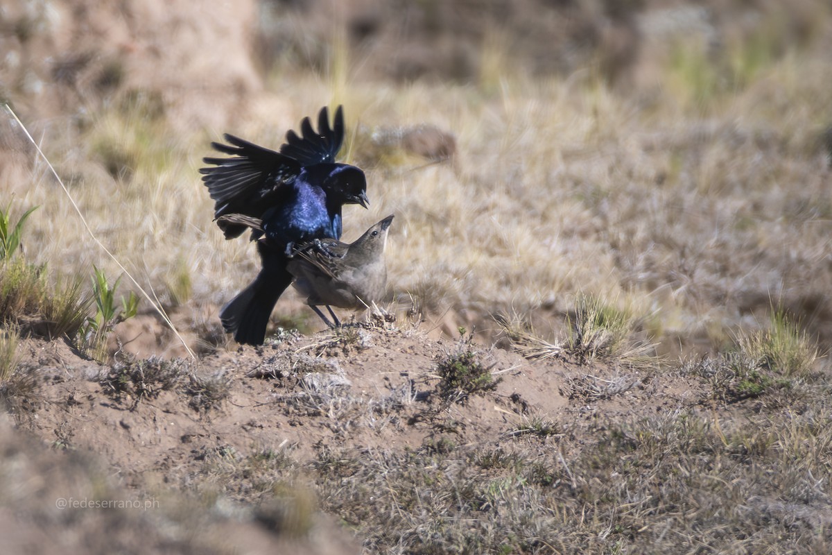 Shiny Cowbird - ML647054110