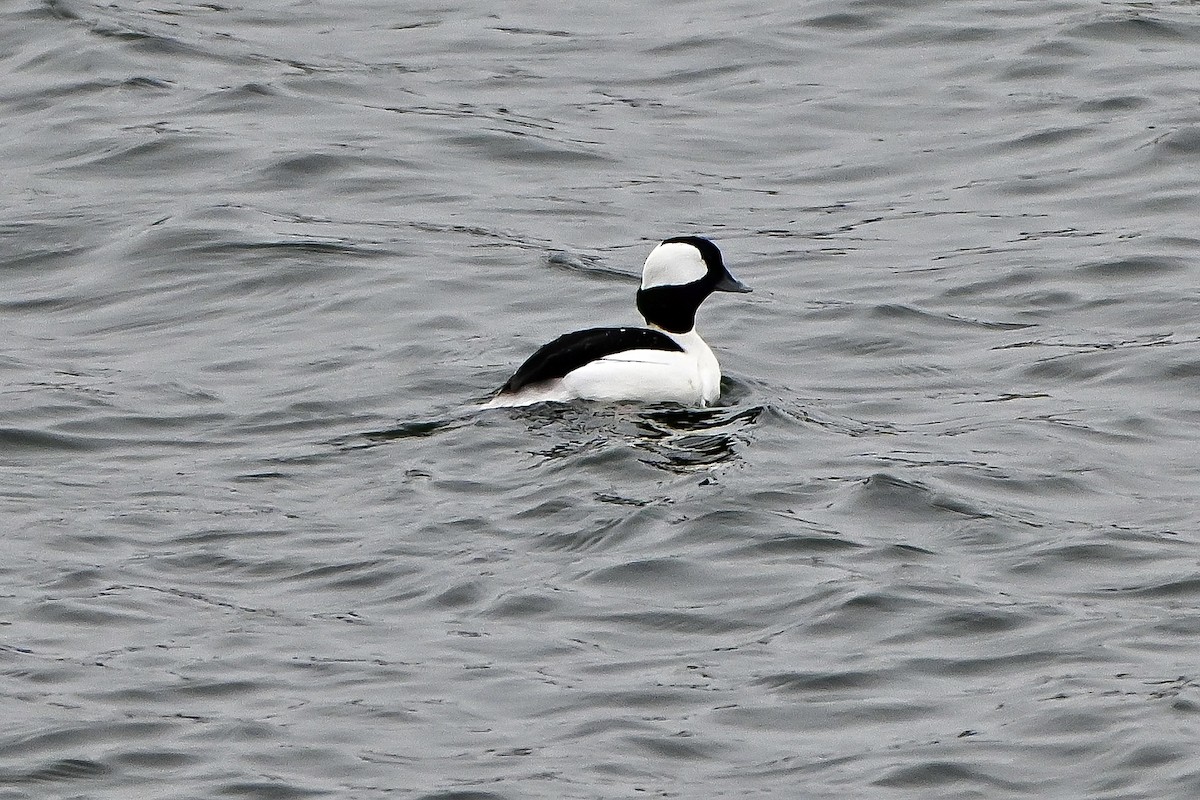 Гоголь-головастик - ML647054116