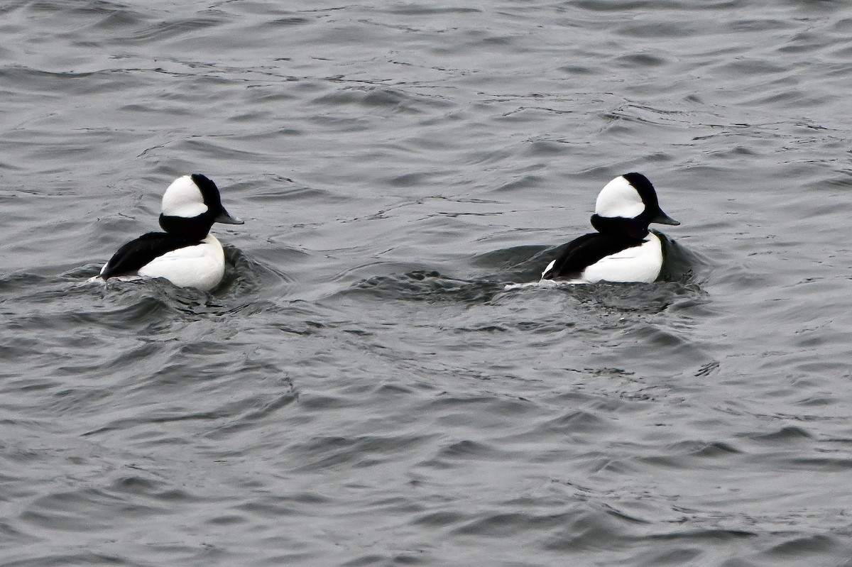 Гоголь-головастик - ML647054117