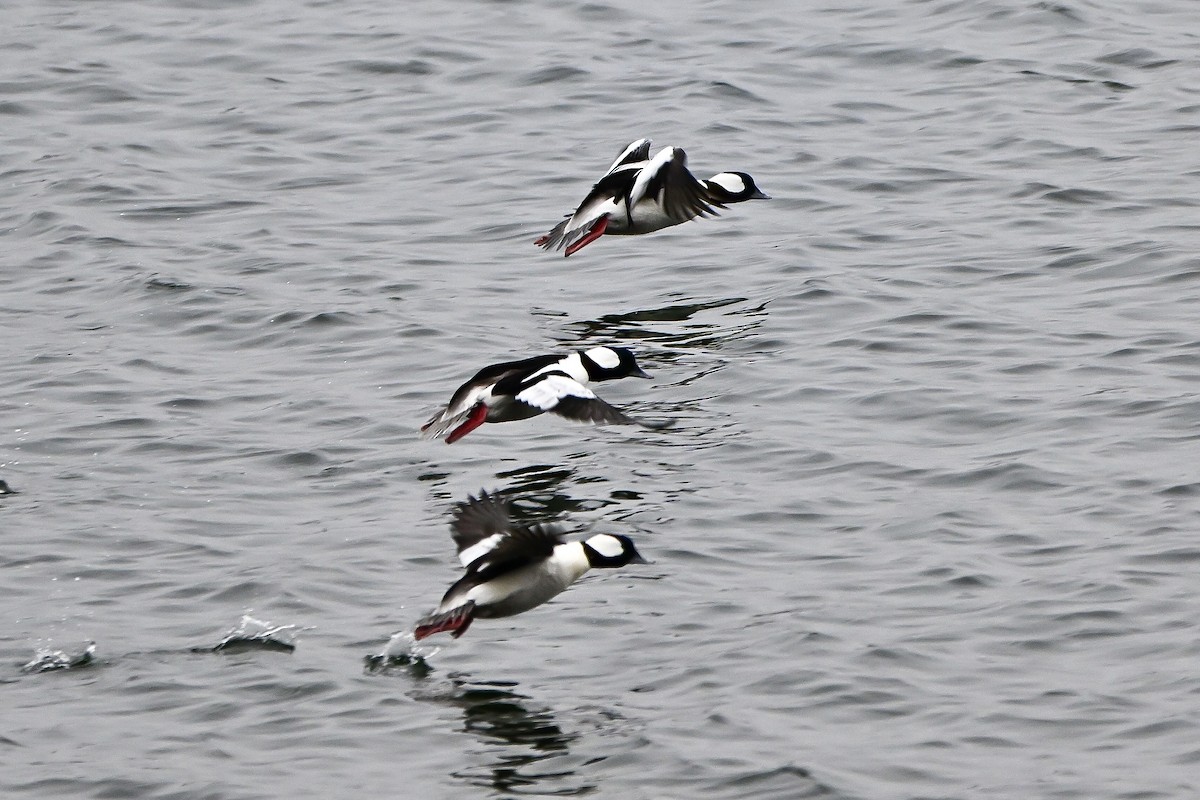 Гоголь-головастик - ML647054118