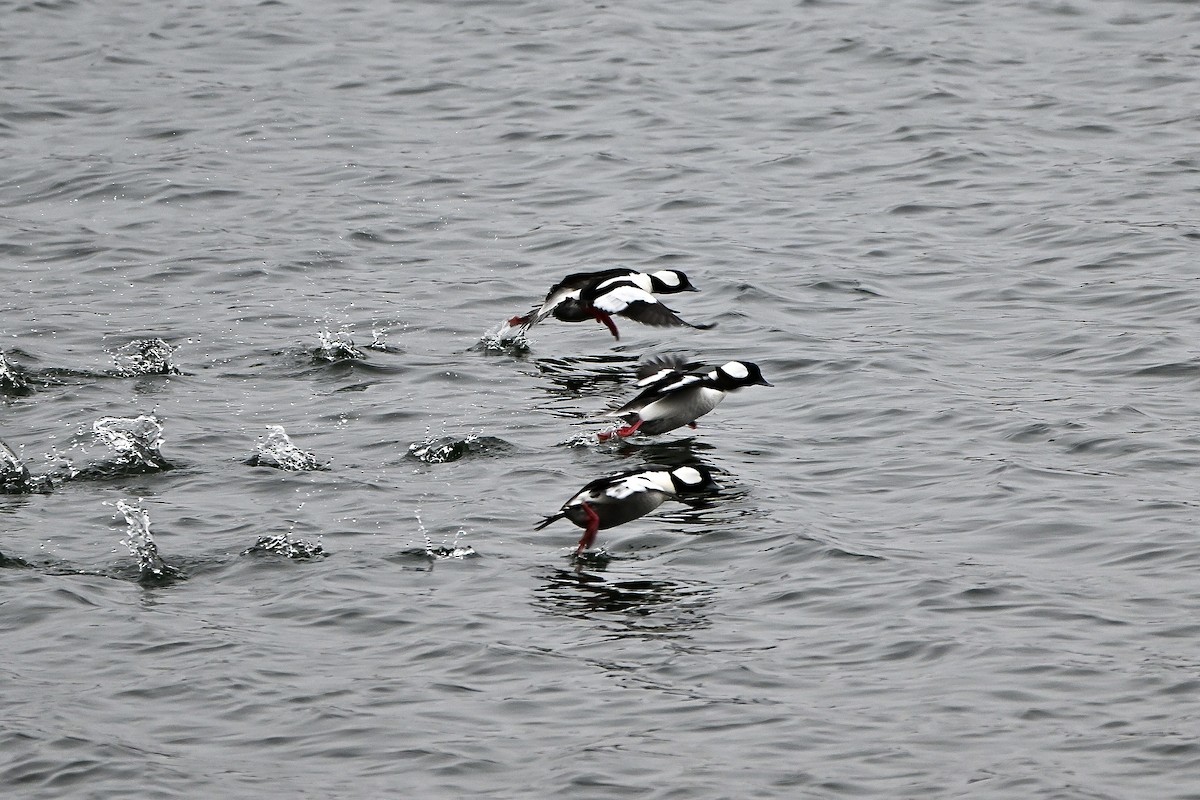 Гоголь-головастик - ML647054119