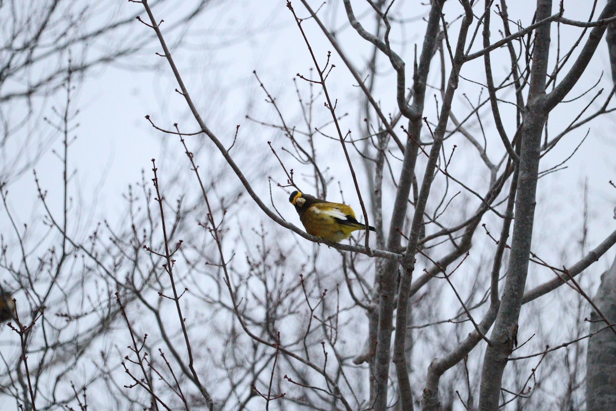 Evening Grosbeak - ML647054122