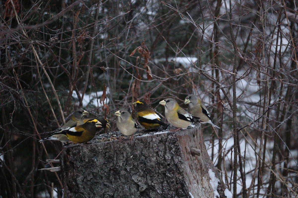 Evening Grosbeak - ML647054124