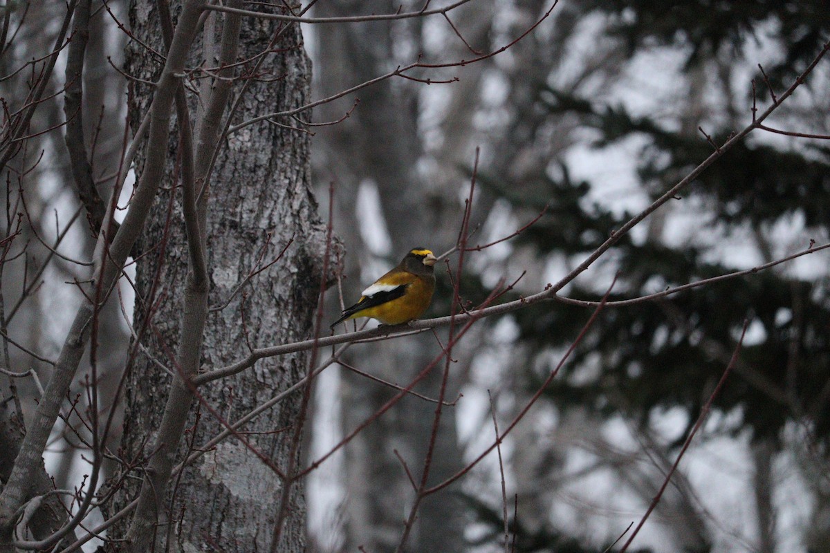 Evening Grosbeak - ML647054125