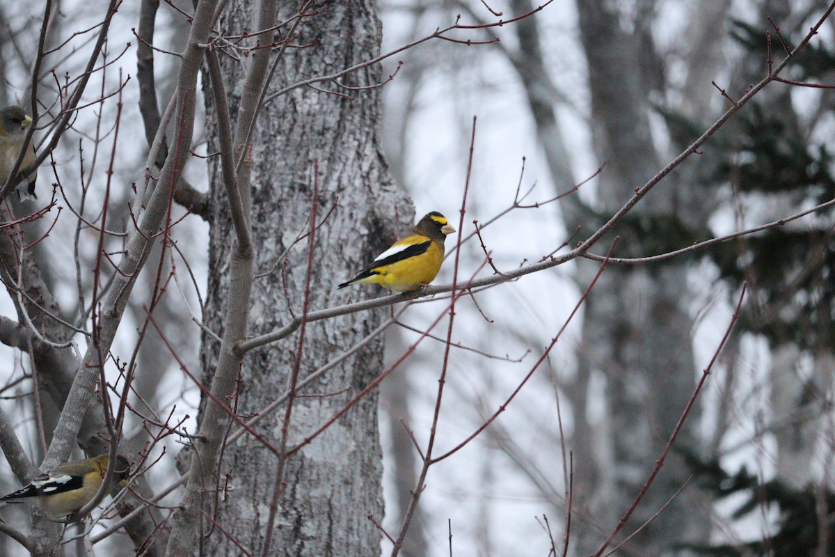 Evening Grosbeak - ML647054126