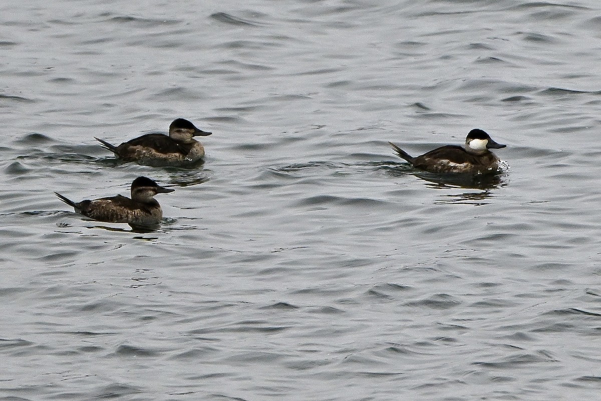 Gobbo della Giamaica - ML647054131