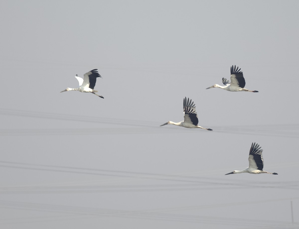 東方白鸛 - ML647054133