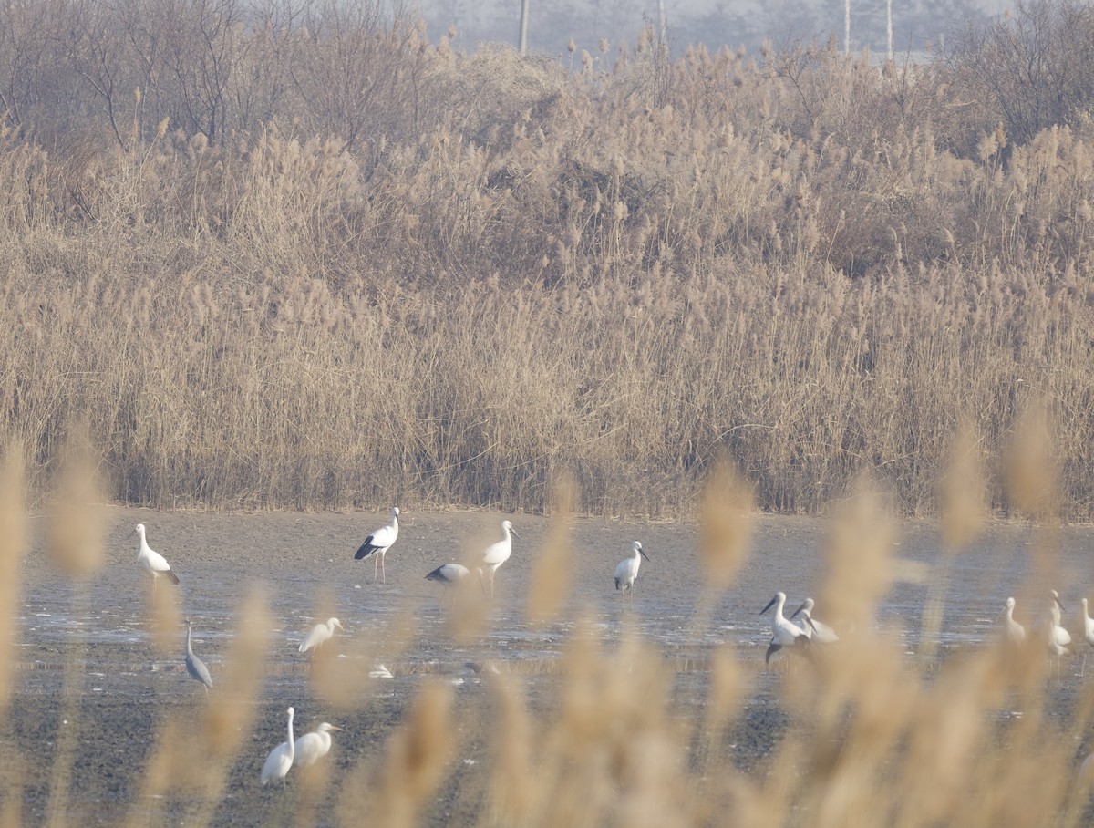 東方白鸛 - ML647054134