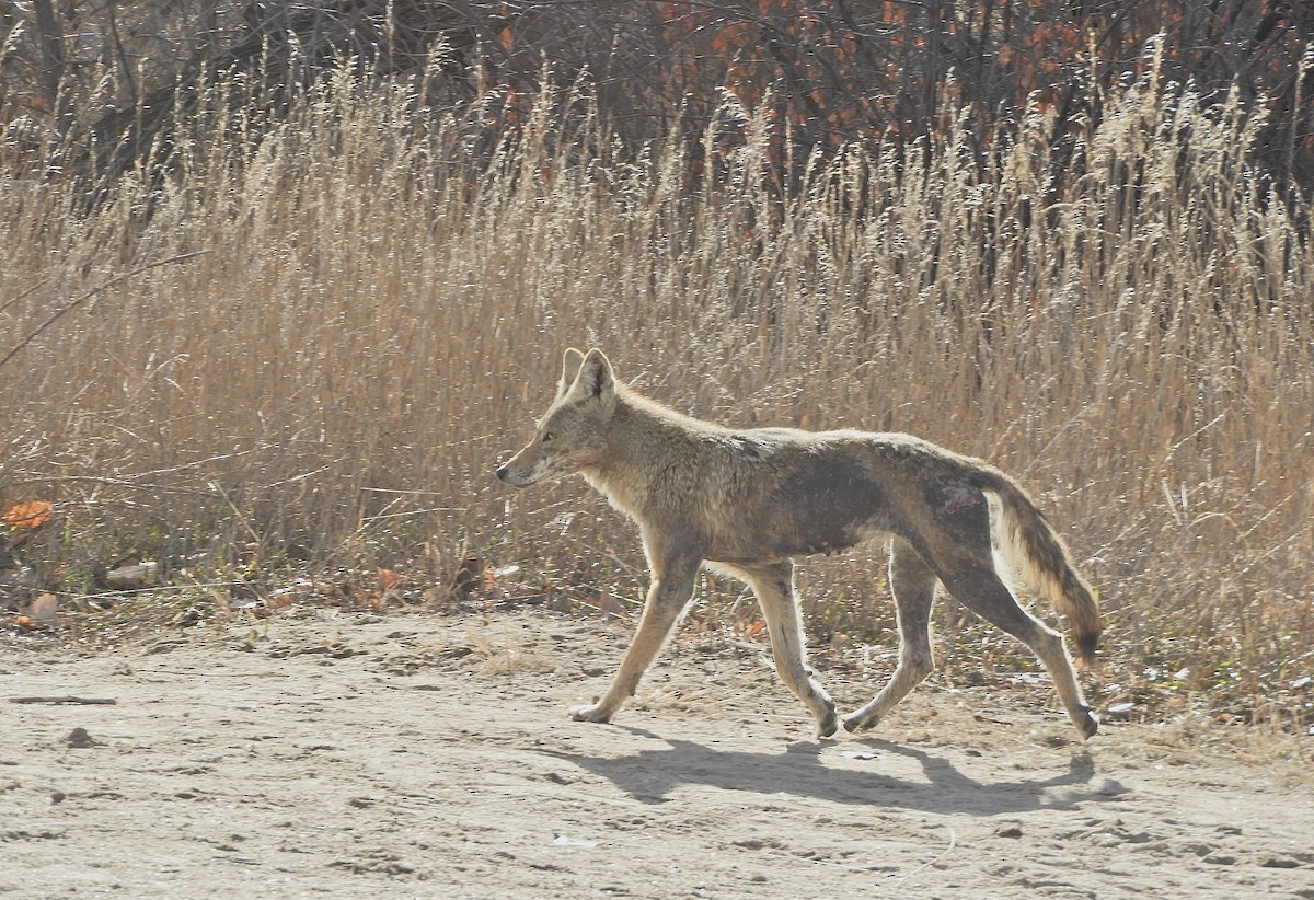 郊狼 - ML647054135