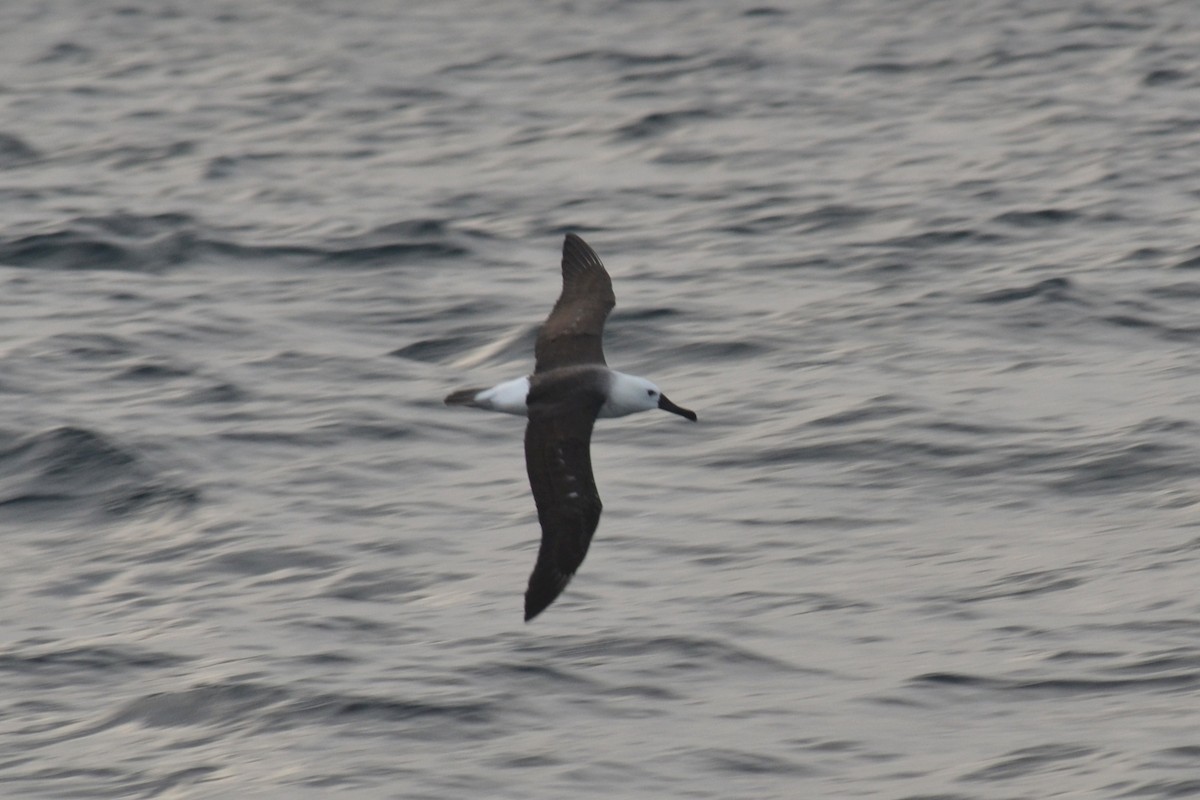 Albatros Picofino Atlántico - ML647054136