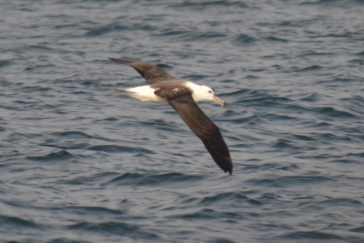 albatros černobrvý - ML647054139