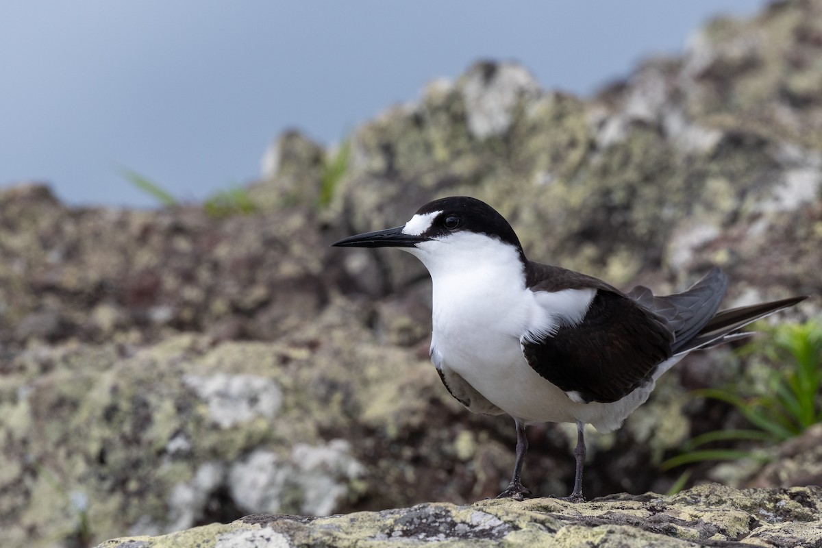 Sooty Tern - ML647054142