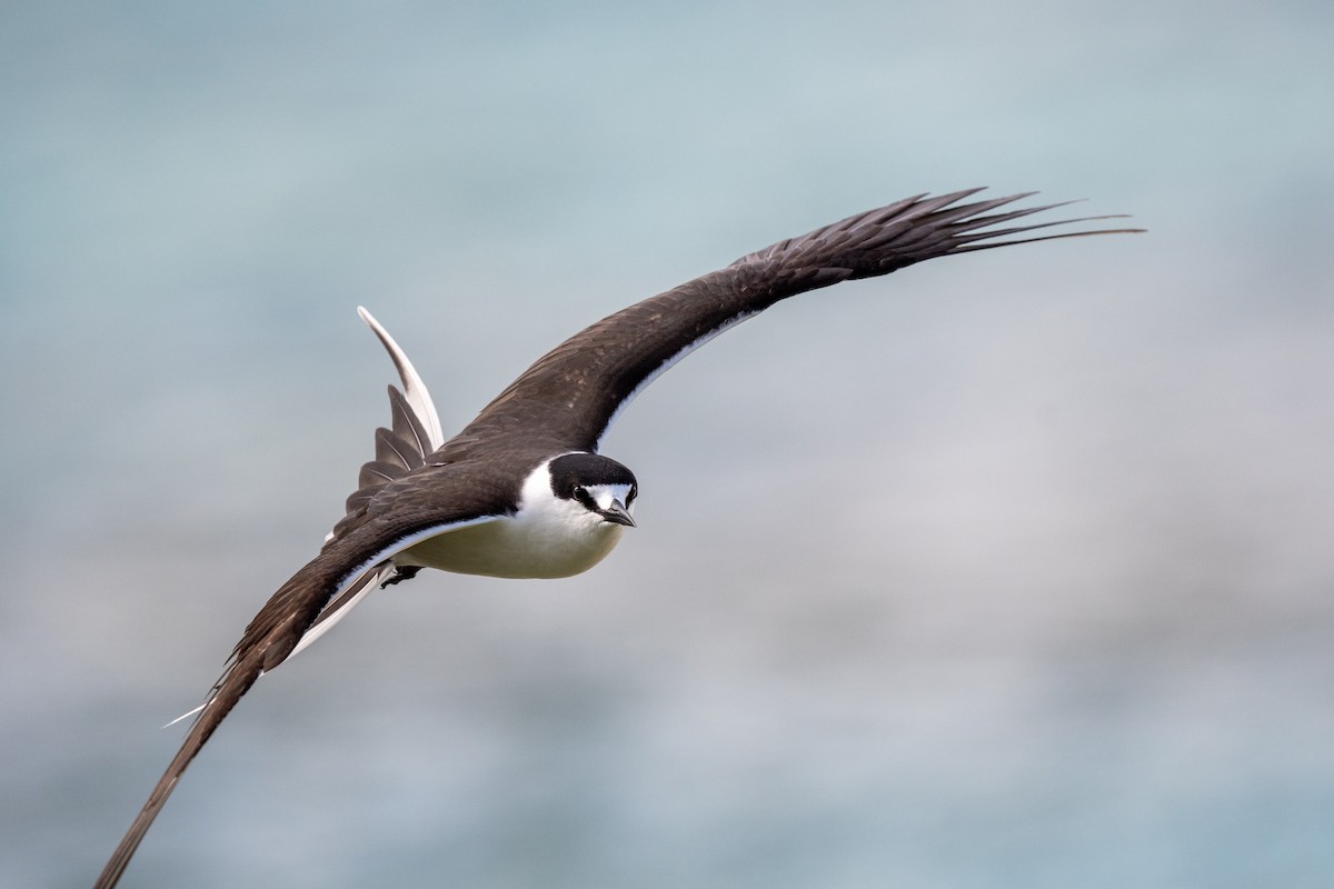 Sooty Tern - ML647054145