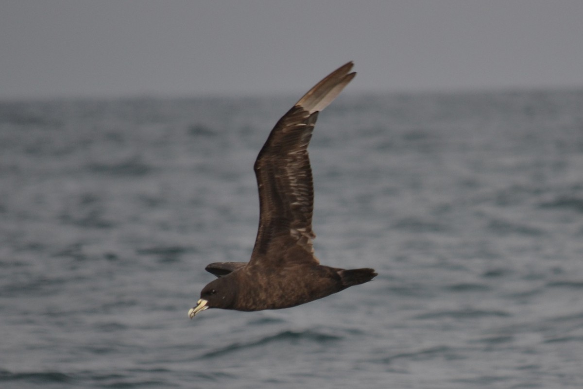 Beyaz Gıdılı Yelkovan - ML647054157