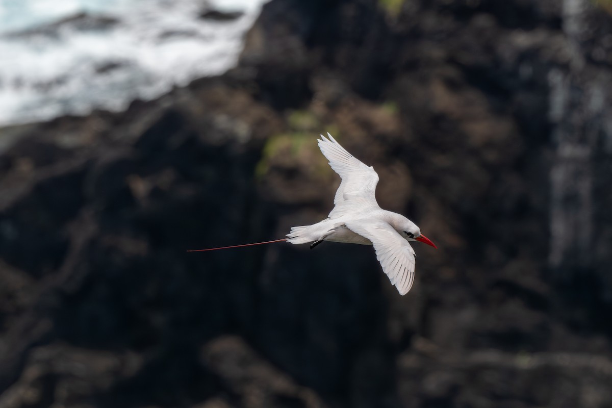 Red-tailed Tropicbird - ML647054166