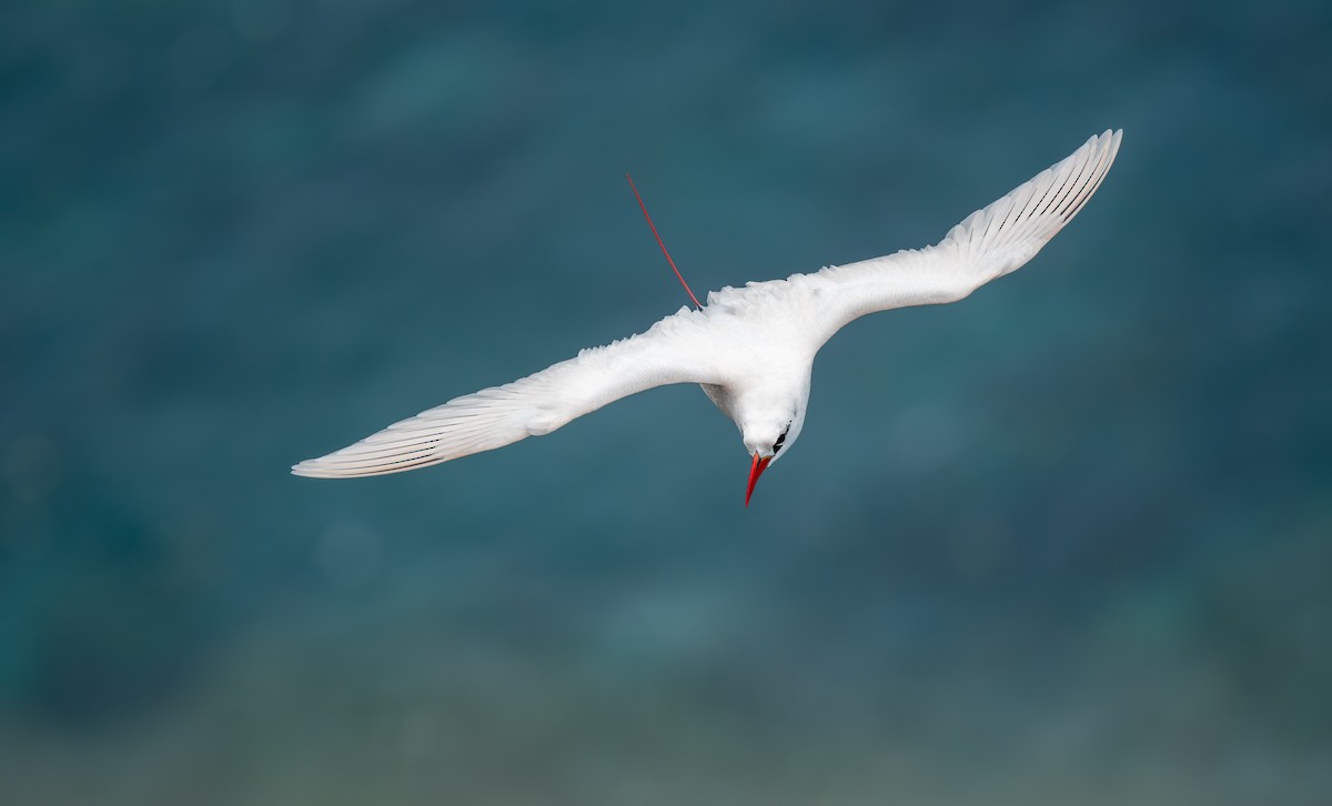 Red-tailed Tropicbird - ML647054167