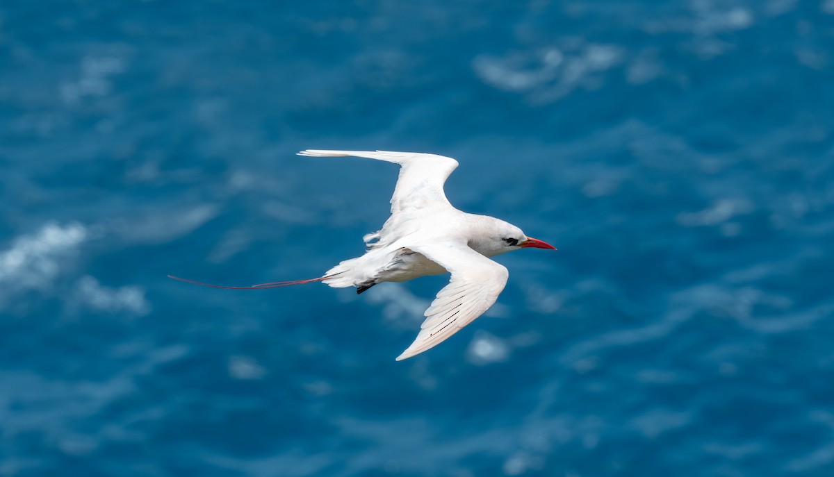 Red-tailed Tropicbird - ML647054168