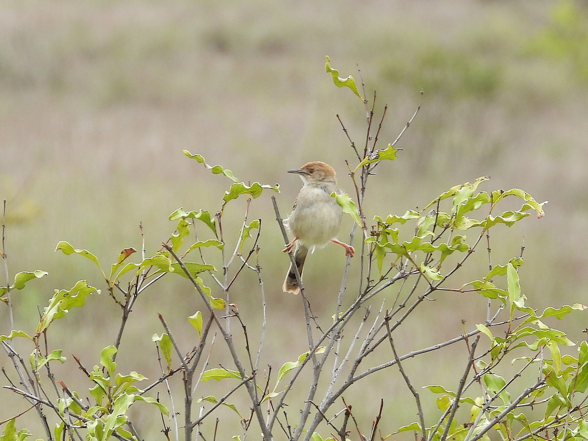 Rattling Cisticola - ML647054169