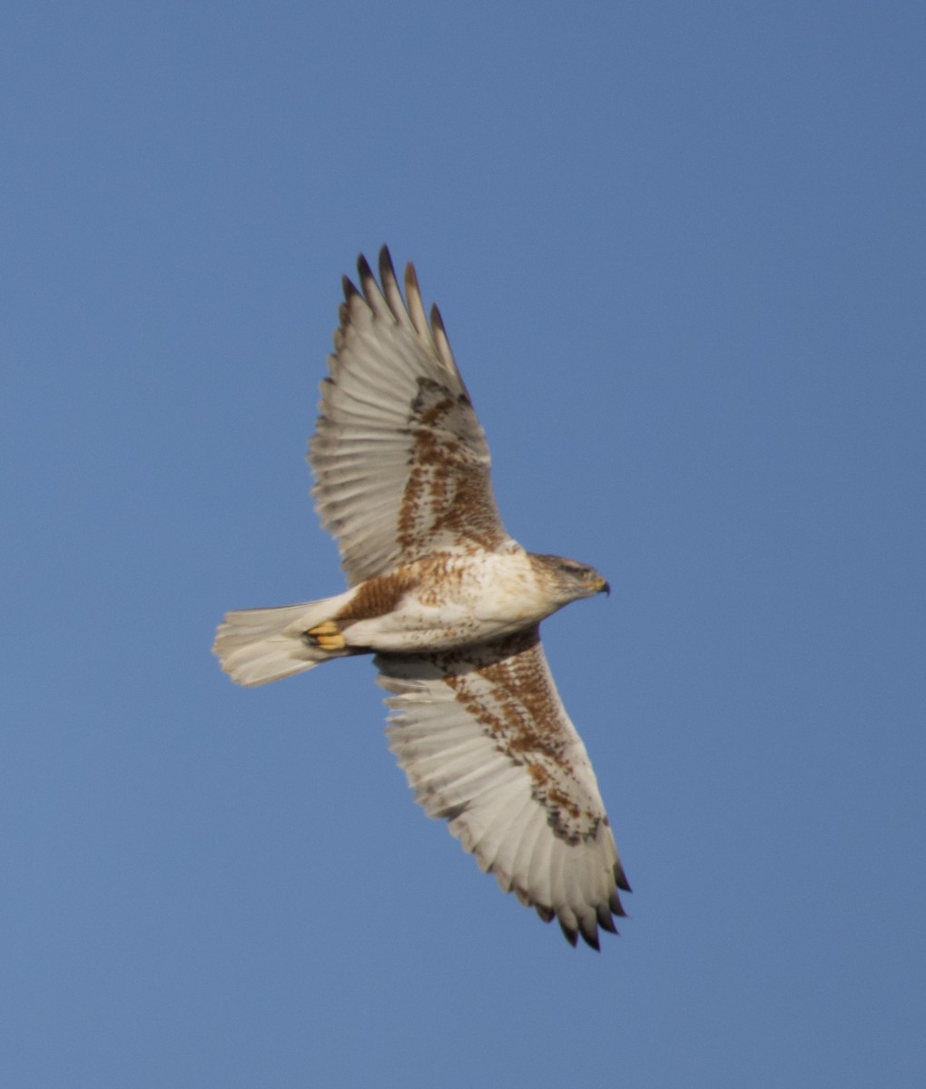 kongevåk - ML647054180