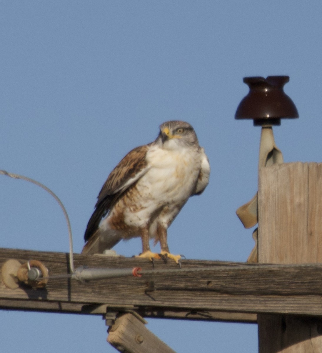 kongevåk - ML647054181