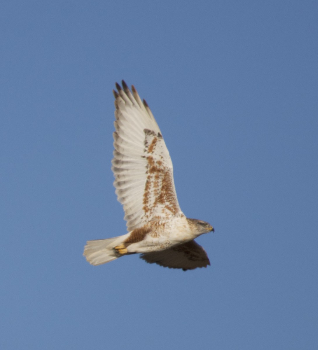 kongevåk - ML647054182