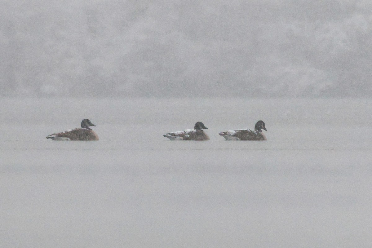 Kanada Kazı - ML647054196