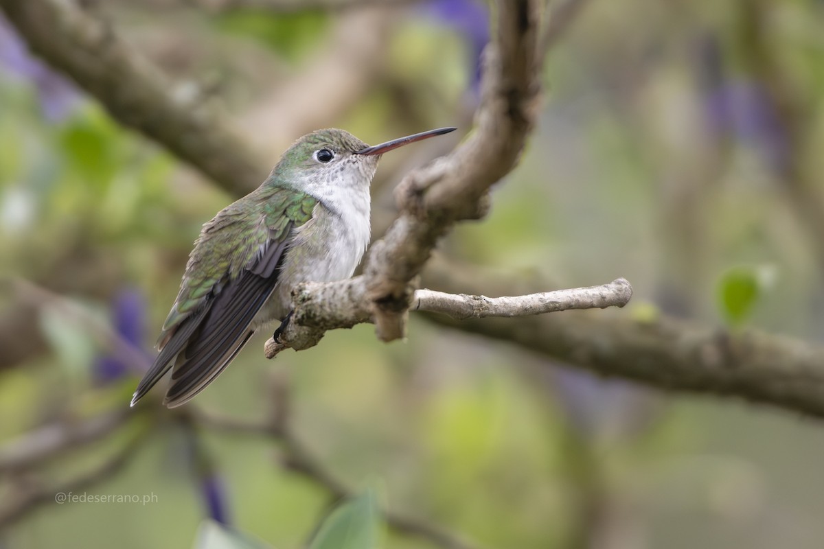 White-bellied Hummingbird - ML647054208