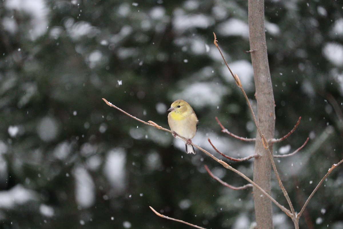 Altın İskete - ML647054209